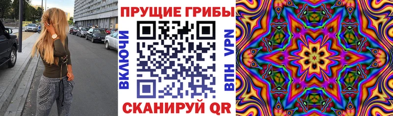 где купить   Багратионовск  Галлюциногенные грибы Psilocybine cubensis 